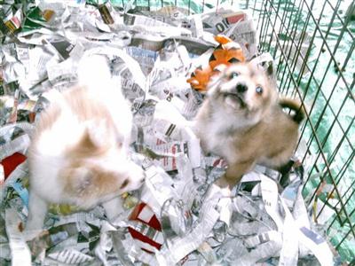 Puppies in NJ